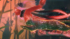 Gravity Rush 2 (PS4, английская версия) - интернет-магазин GameShock г. Челябинск Gravity Rush 2 (PS4, английская версия) - интернет-магазин GameShock г. Челябинск